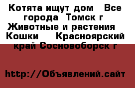 Котята ищут дом - Все города, Томск г. Животные и растения » Кошки   . Красноярский край,Сосновоборск г.